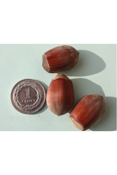 Фундук обыкновенный Трапезундский
