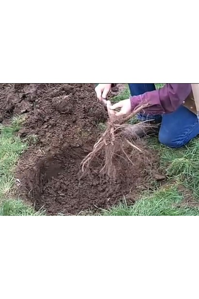 Фундук обыкновенный Трапезундский с голым корнем