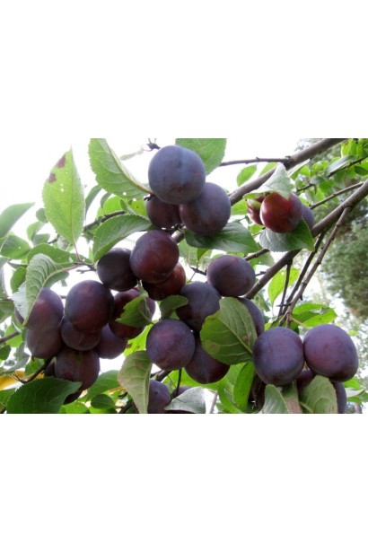 Prunus Anna Shpet с сочными плодами