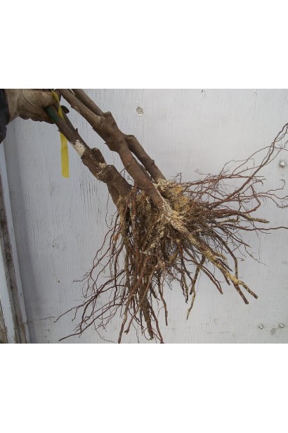 Саженец слива Анна Шпет с голым корнем