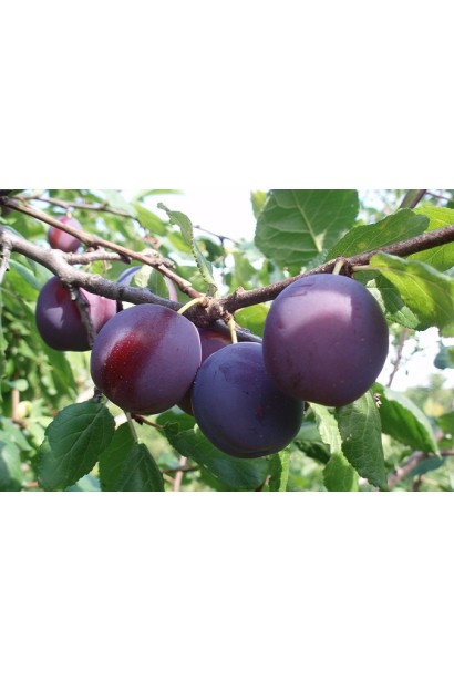 Темно-фиолетовые плоды сливы Анна Шпет