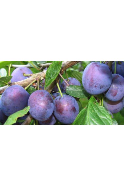 Prunus domestica Anna Shpet