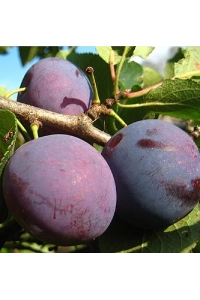 Большие и сочные плоды Анна Шпет