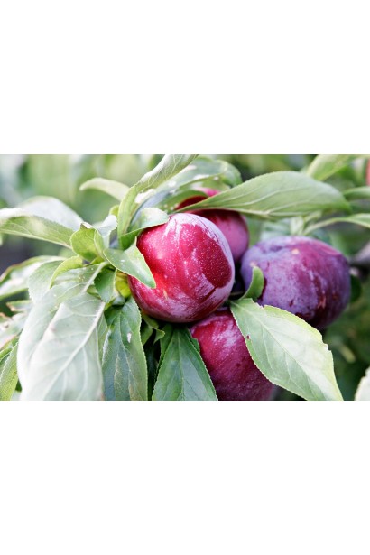 Спелая слива Анна Шпет крупным планом