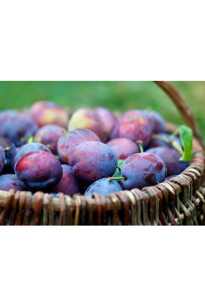 Урожай Анна Шпет в корзине