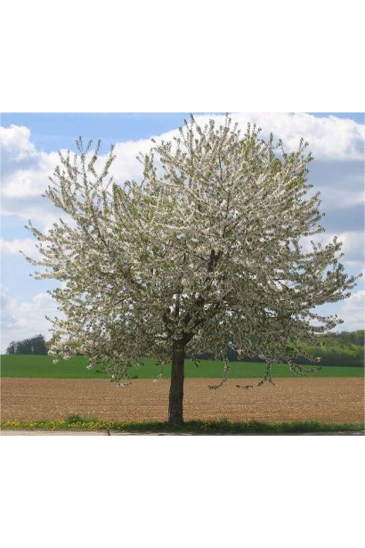 Слива домашняя Анна Шпет (поздняя)