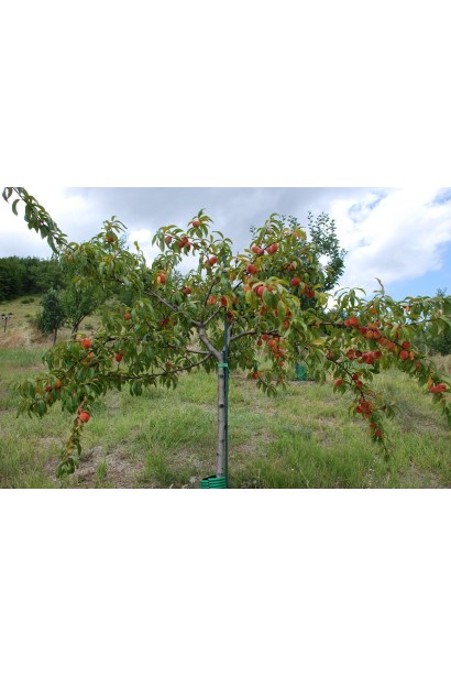 Персик Червонощокий: ранній сорт із насиченим ароматом і соковитою м’якоттю.