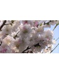 Персик Краснощекий (ранний) | Персик Червонощокий (ранній) | Prunus persica Сheeked