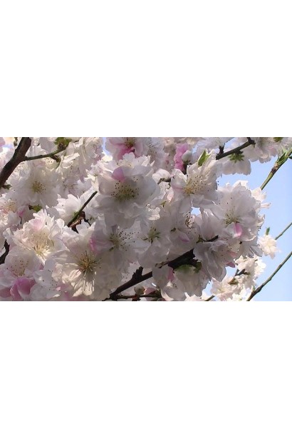 Квітучий персик Червонощокий: ніжні рожеві квіти прикрашають сад навесні.