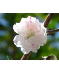 Персик Краснощекий (ранний) | Персик Червонощокий (ранній) | Prunus persica Сheeked