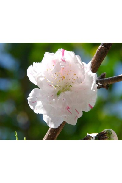 Квіти персика черовонощокого