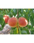 Персик Червонощокий (ранній) | Персик Краснощекий (ранний) | Prunus persica Сheeked