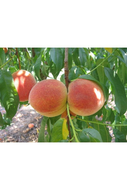 Дерево персика Червонощокий: невибагливе та продуктивне.