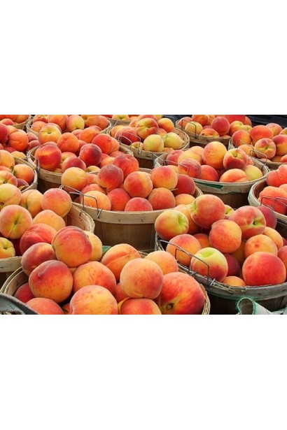 Дерево Червонощокого: компактне, але здатне дати рясний врожай.