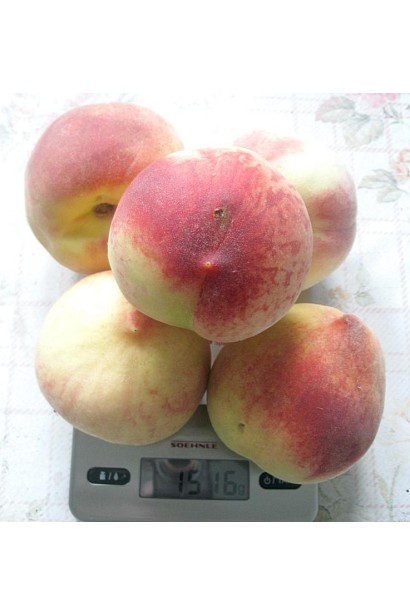 Соковиті плоди Червонощокого – відмінний варіант для десертів і свіжого споживання.