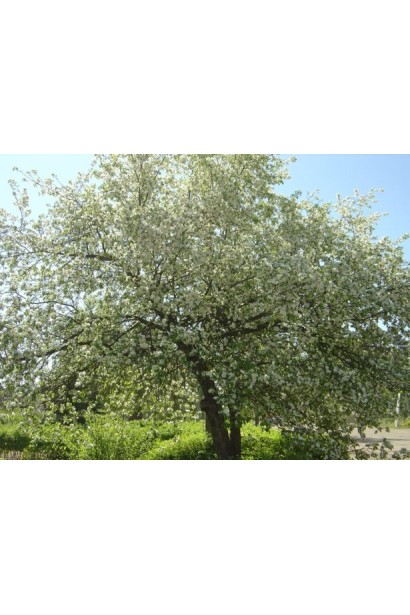 Снежный Кальвиль - классическая зимняя яблоня.