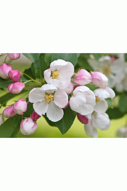 Снежный Кальвиль - цветение в саду