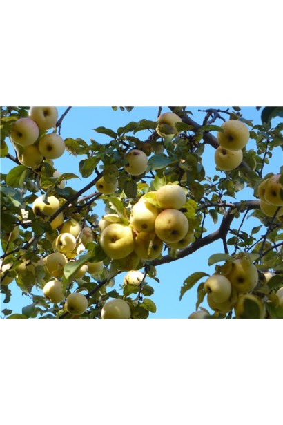 Яблоня Снежный Кальвиль (зимняя)