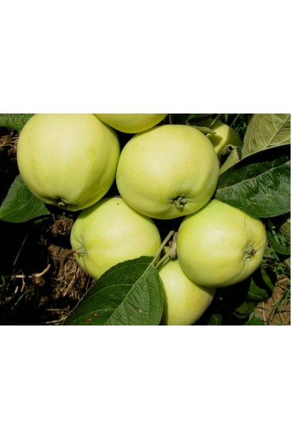 Malus Snezhnyy Kalvil - сочные зимние яблоки.