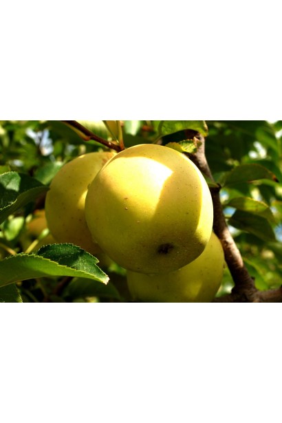 Зимняя яблоня Снежный Кальвиль с ароматными плодами.