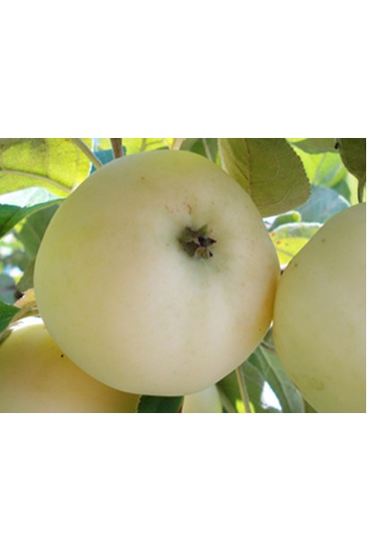 Крупные плоды яблони Снежный Кальвиль в саду.