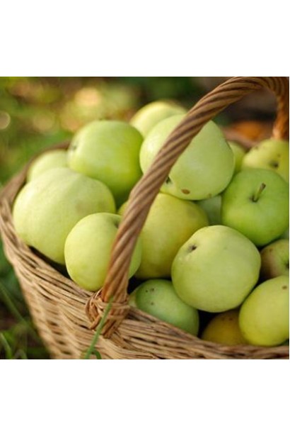 Яблоня Снежный Кальвиль для зимнего урожая.