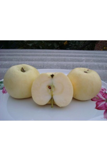 Зимние яблоки Снежный Кальвиль со свежим ароматом.