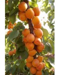 Абрикос Юбилейный / Золотой Юбилей (средний) | Абрикос Ювілейний / Золотий Ювілей (середній) | Prunus armeniaca Golden Jubilee