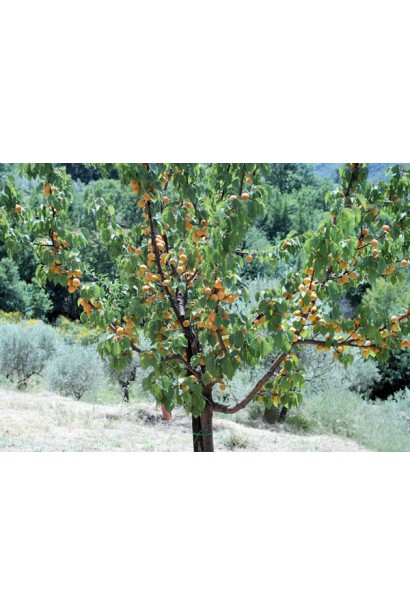 Prunus armeniaca Golden Jubilee