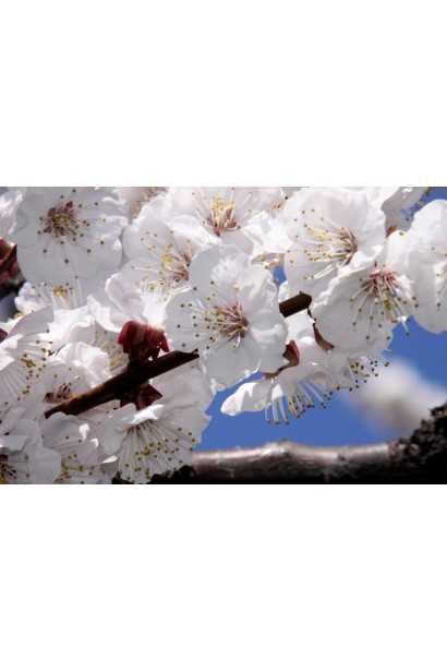 Абрикос Golden Jubilee цвітіння дерева