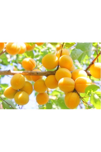 Абрикос Ювілейний ранній сорт