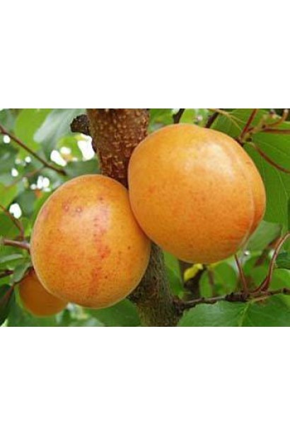 Абрикос Золотий Ювілей плоди