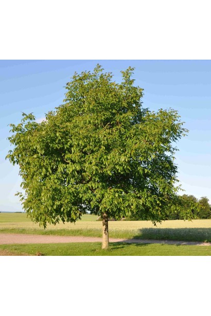 Взрослое дерево грецкого ореха (Juglans regia) с широкой кроной и большими листьями