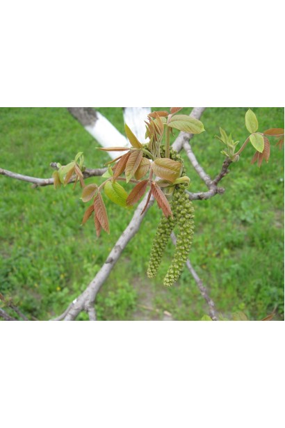 Орех грецкий (волошский)