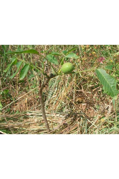 Орех грецкий (волошский)