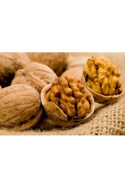 Расколотый плод грецкого ореха с ядром и скорлупой