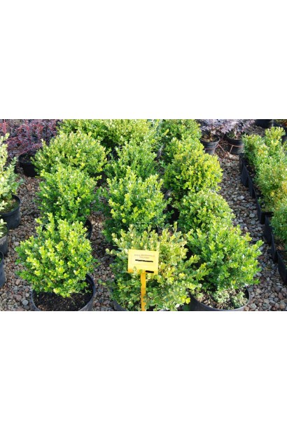 Самшит дрібнолистий Фолкнер в садовому центрі