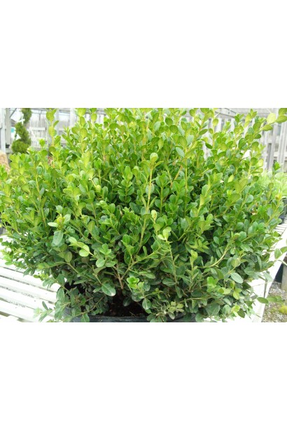 Фолкнер – самшит із щільною кроною