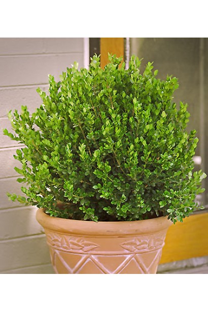 Самшит Фолкнер в кашпо