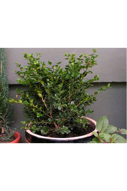 Самшит дрібнолистий Фолкнер