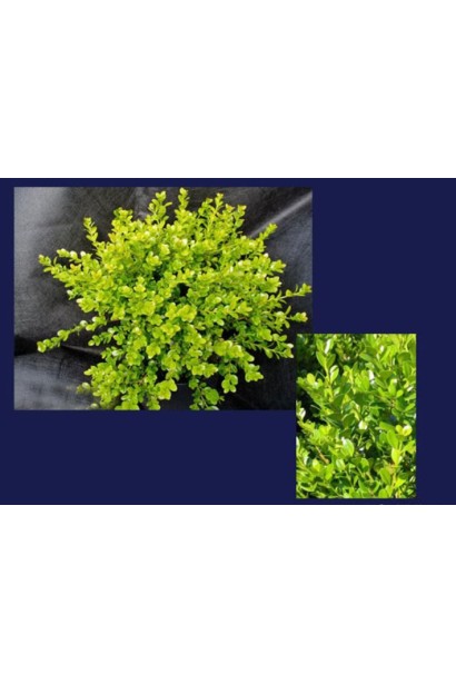 Самшит дрібнолистий – сорт Фолкнер