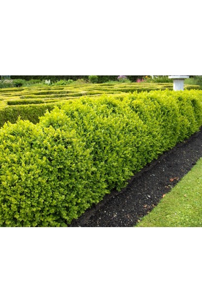 Самшит Фолкнер – чудовий для живоплотів