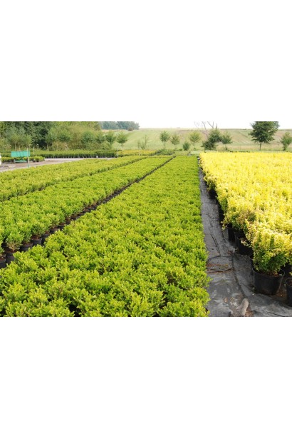 Buxus Faulkner – універсальний сорт для садів