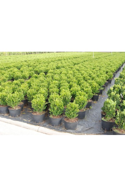 Самшит Фолкнер – щільна крона для дизайну