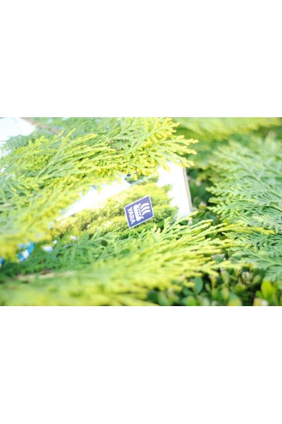 Добрива для туй Vila Yara