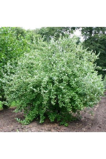 Лох багатоквітковий кущ