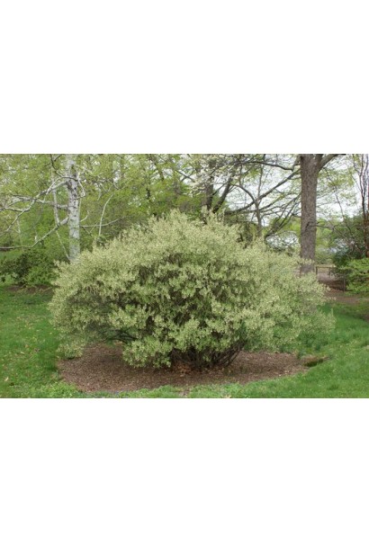 Гуммі деревовидний кущ