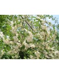 Гуми / Лох многоцветковый | Гумі / Лох багатоквітковий | Elaeagnus multiflora
