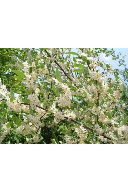 Лох багатоквітковий цвітіння