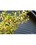 Гумі / Лох багатоквітковий | Гуми / Лох многоцветковый | Elaeagnus multiflora
